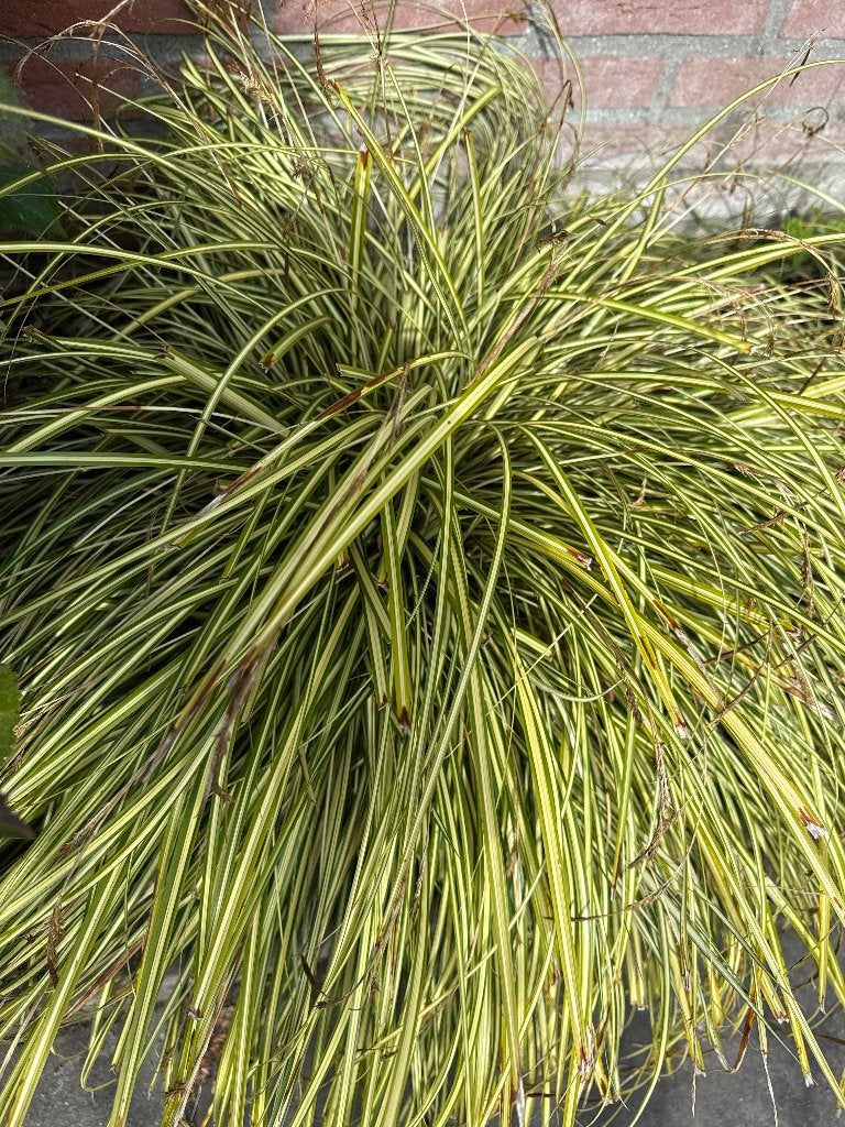 Siergras, Ophalen, Vaste plant, Siergrassen, Volle zon