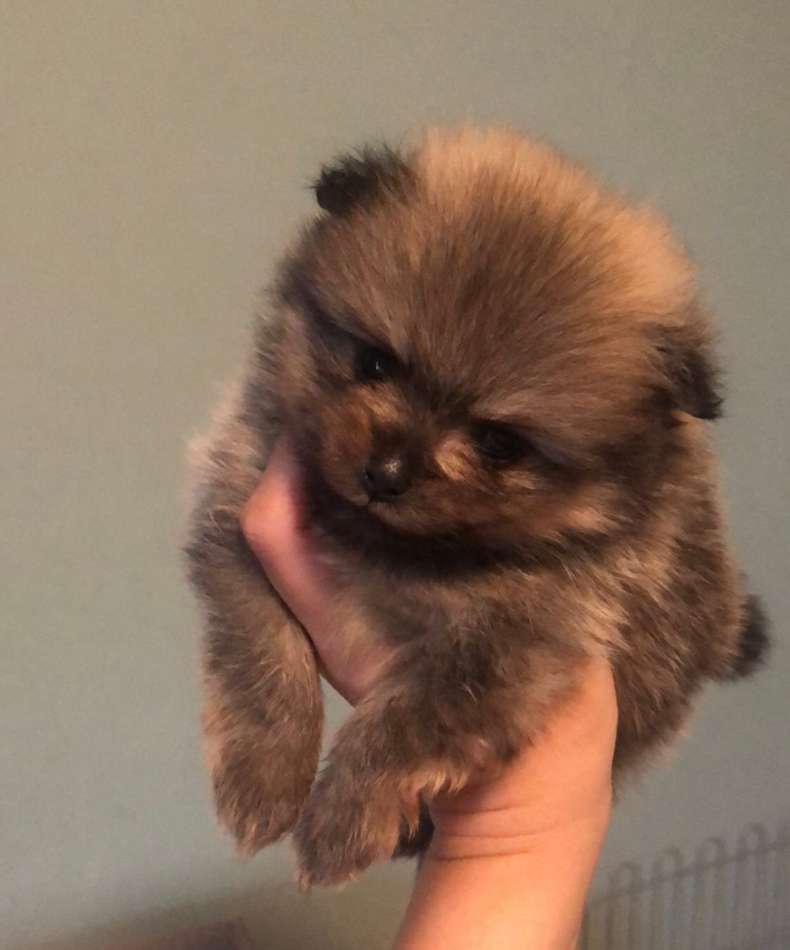 Pomeriaan Dwergkees Puppy’s, Dieren en Toebehoren, Honden | Poolhonden, Keeshonden en Oertypen, Parvo, Overige rassen, 8 tot 15 weken