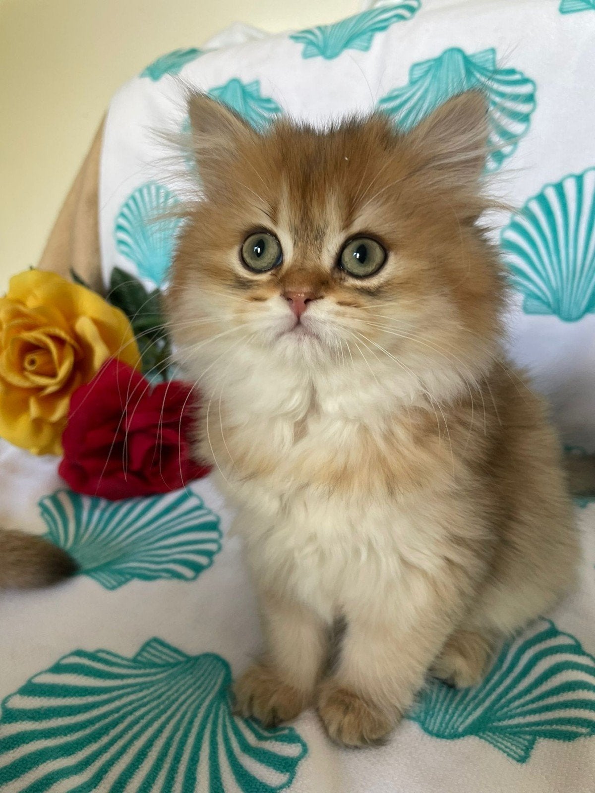 Britse/Brits korthaar kittens jongen en meisje met stamboom, Meerdere dieren, Met stamboom