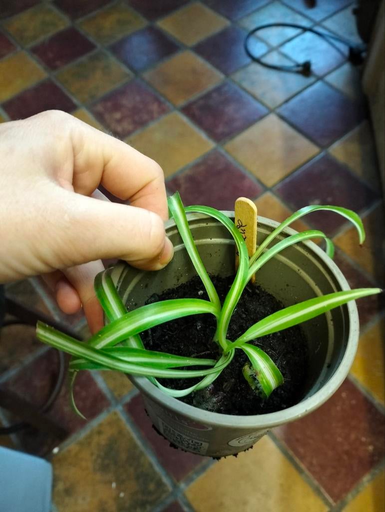 Allerlei stekjes: Jadeplant, Madagaskar jewel,mother of 1000, Huis en Inrichting, Kamerplanten, Ophalen of Verzenden, Halfschaduw