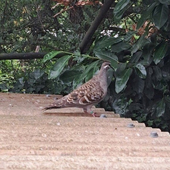 Bronsvleugel duif, Vrouwelijk, Overige soorten
