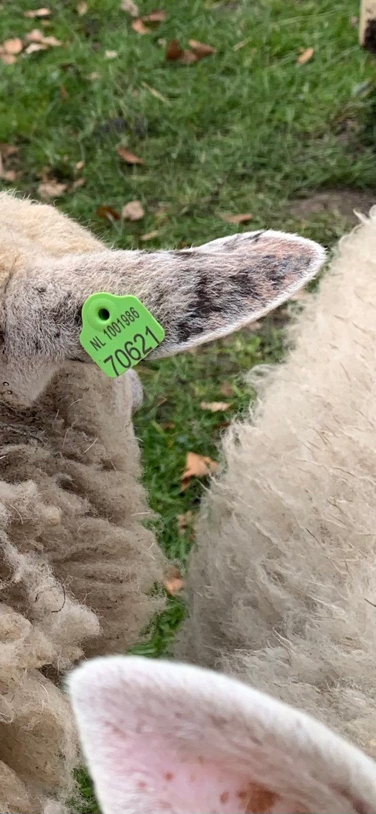 Schapenwol, Dieren en Toebehoren, Vrouwelijk, Schaap