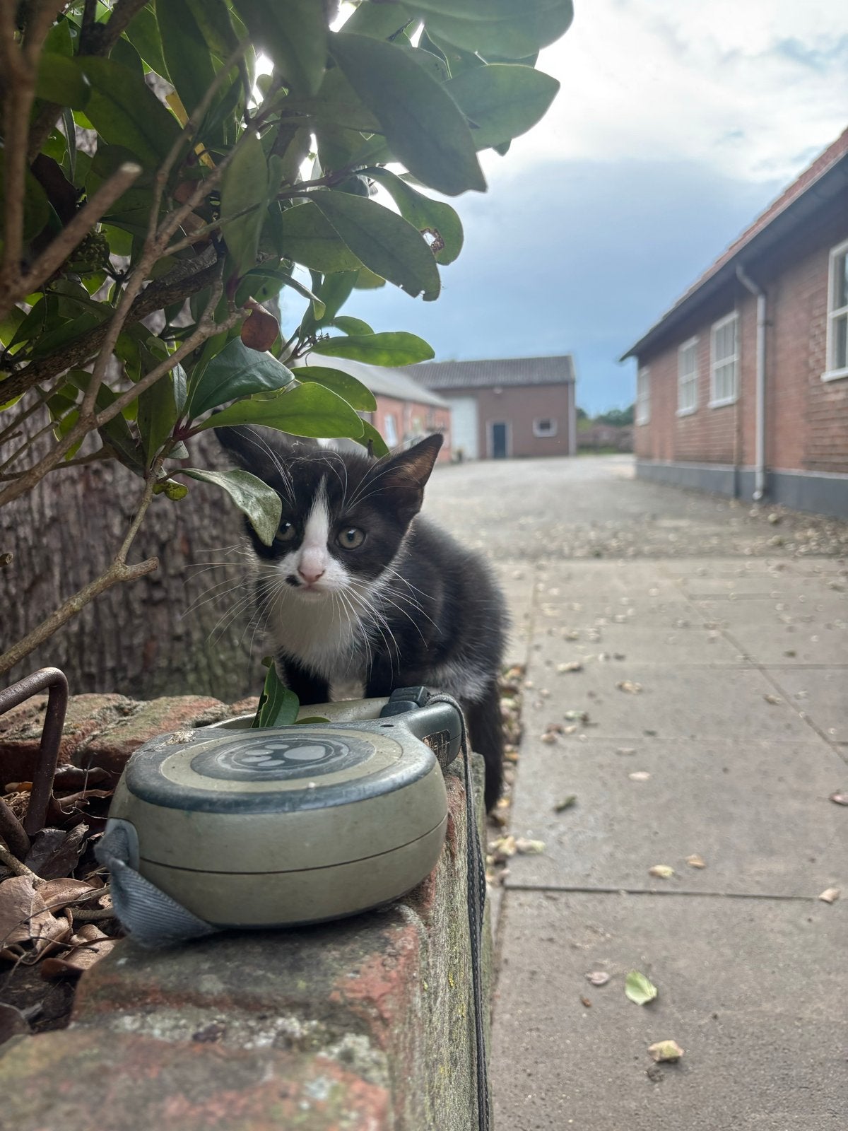 Boerderijkittens te koop!, Meerdere dieren