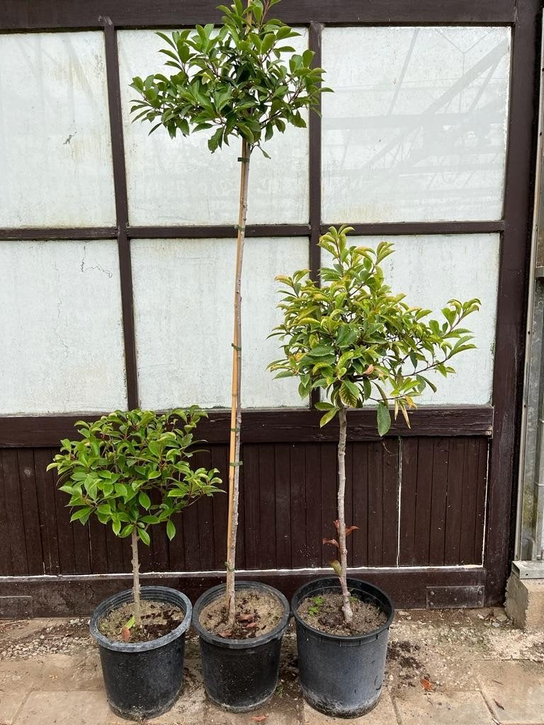 tekoop: Photinia Red Robin op stam - potgekweekt, Ophalen, Overige soorten, 100 tot 250 cm