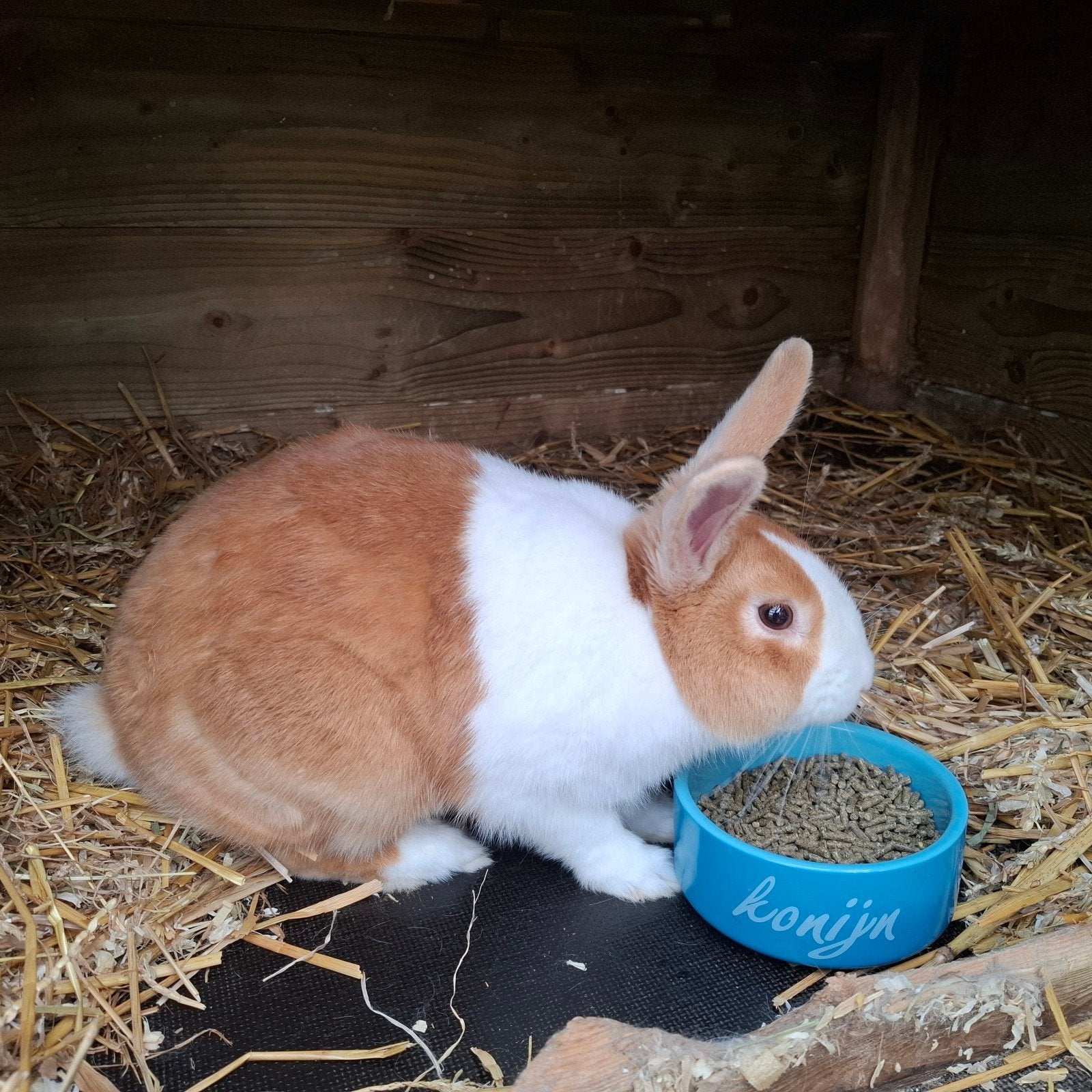 Hollander konijnen, Dieren en Toebehoren, Konijnen, Meerdere dieren, Middelgroot, 0 tot 2 jaar