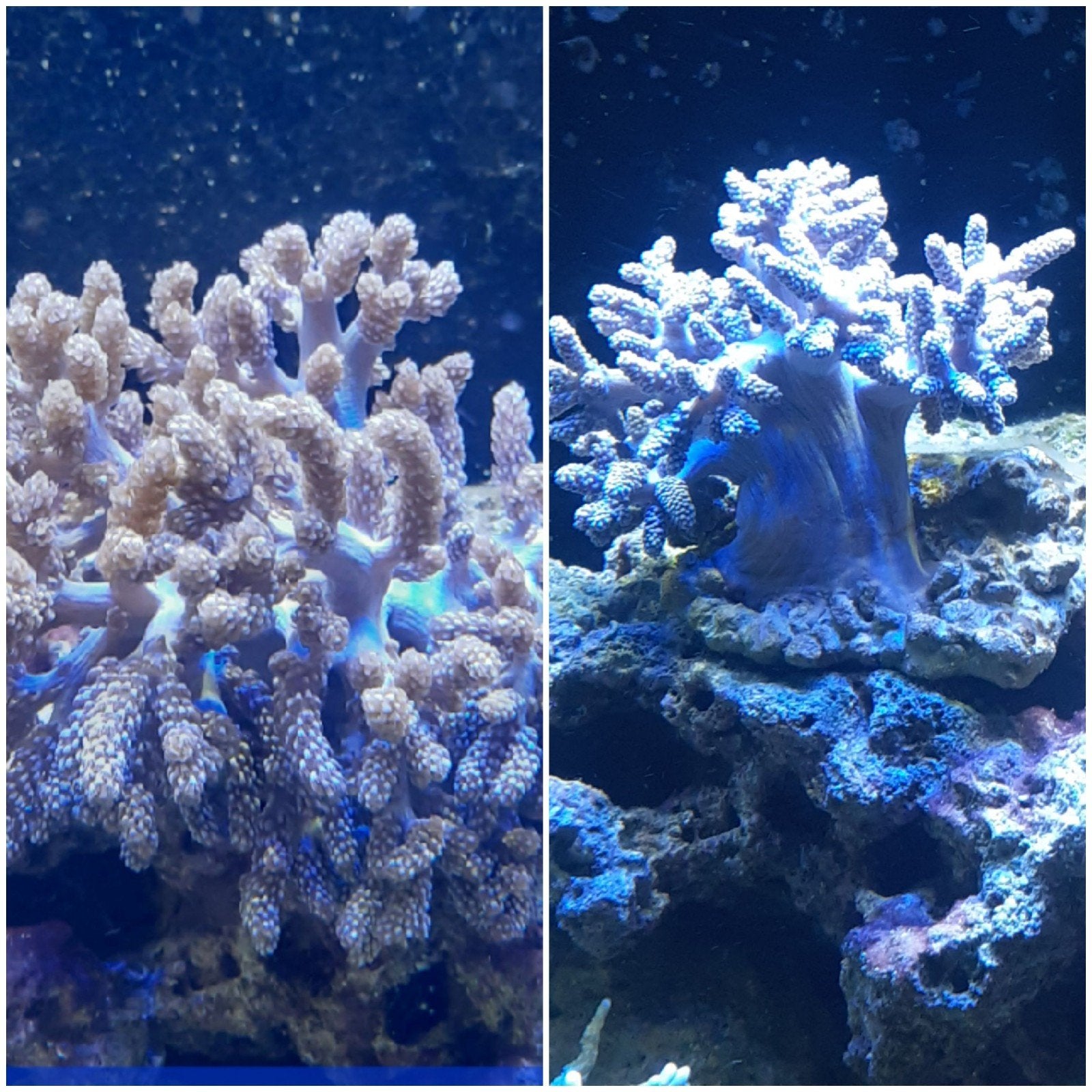 Lederkoraal, Dieren en Toebehoren, Vissen | Aquariumvissen, Vis