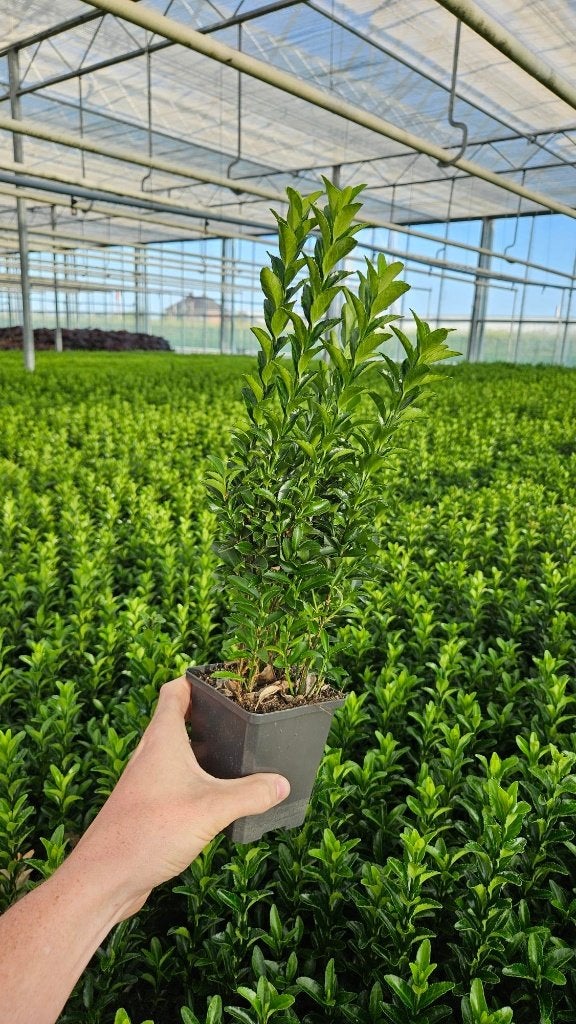 Euonymus Green Spire - haagplant - buxus vervanger goedkoop, Ophalen of Verzenden, Overige soorten, Haag, Minder dan 100 cm