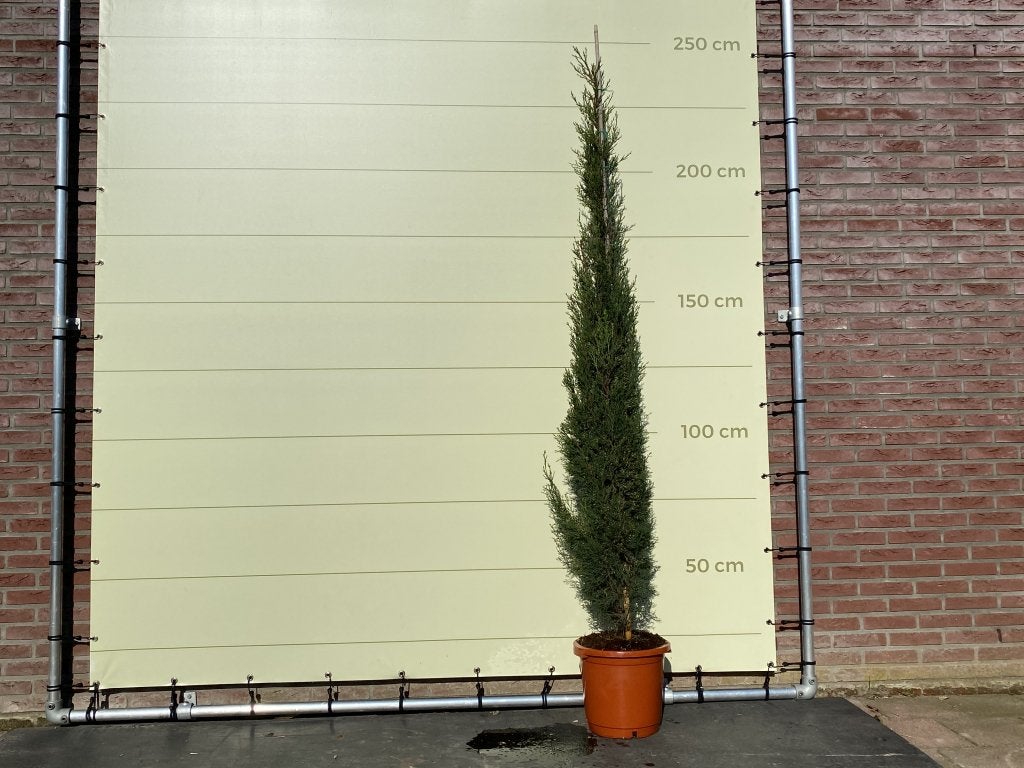 Italiaanse Cipres Totem - hoogte 250 cm, 250 tot 400 cm, Zomer, Volle zon, In pot