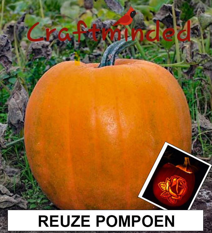REUZE POMPOEN VOOR HALLOWEEN, Verzenden, Voorjaar, Volle zon, Zaad