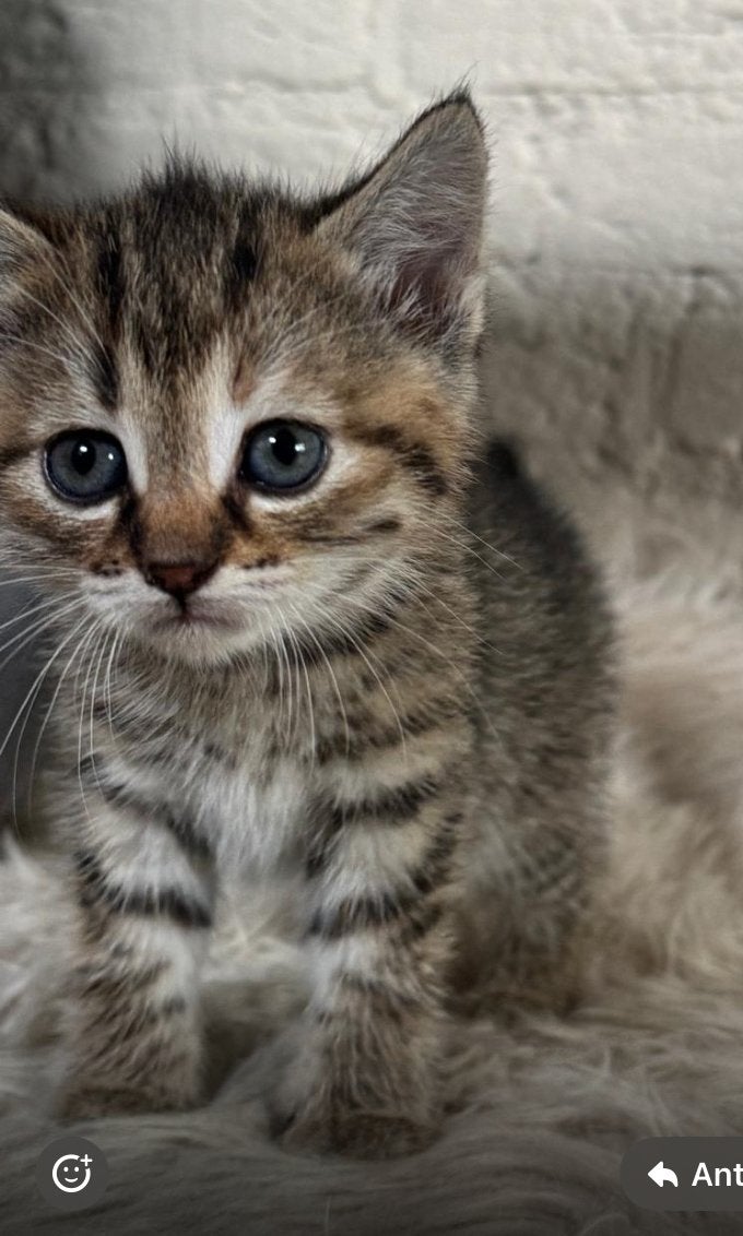 Kittens te koop, Dieren en Toebehoren, Katten en Kittens | Raskatten | Langhaar, Geslacht onbekend, Ontwormd, 0 tot 2 jaar