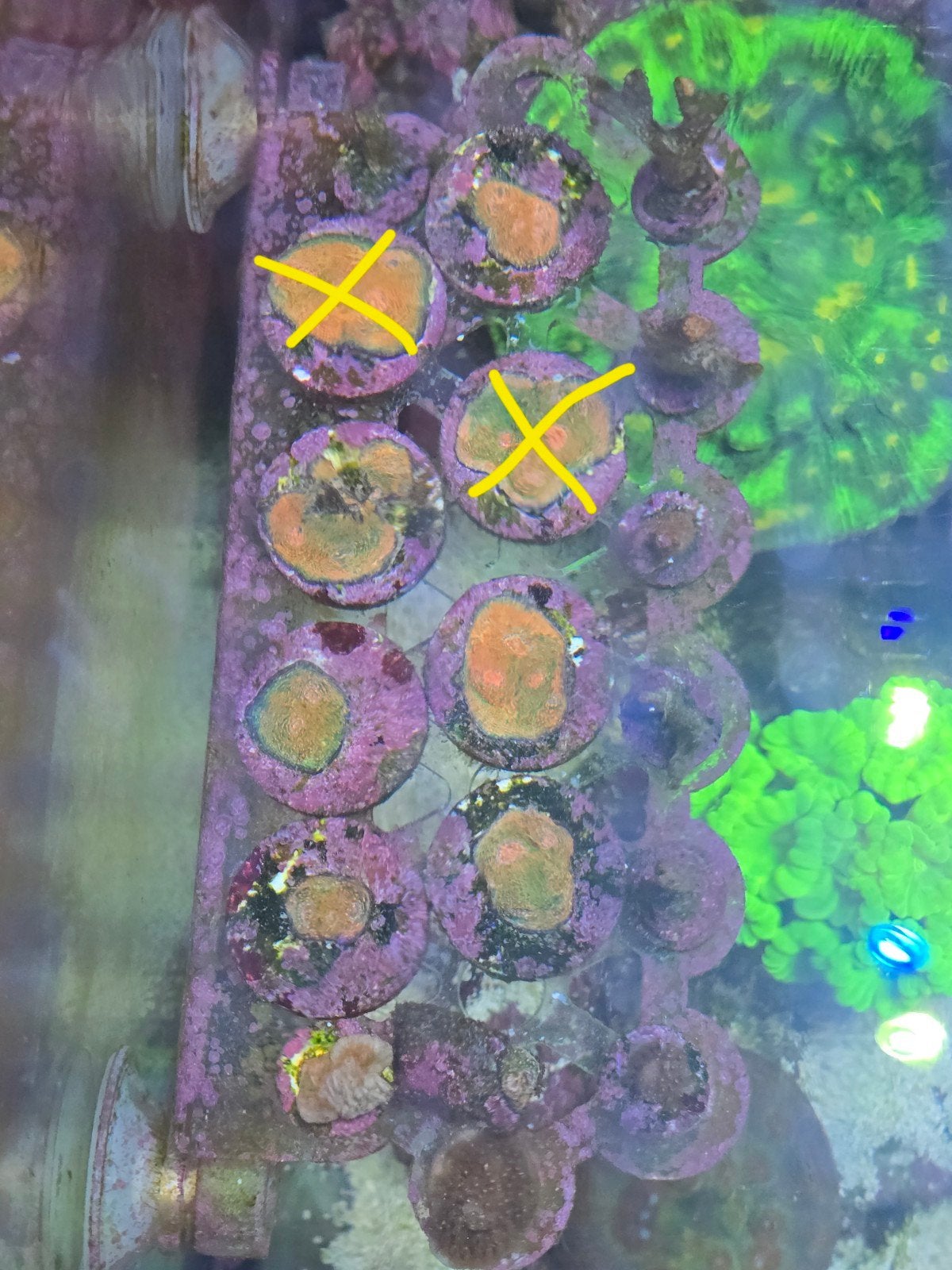 Rainbow chalice (Echinophyllia sp), Overige typen