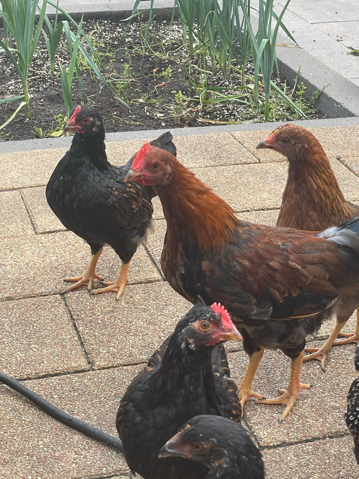 Gratis af te halen: 3 haantjes, Dieren en Toebehoren, Pluimvee, Mannelijk, Kip