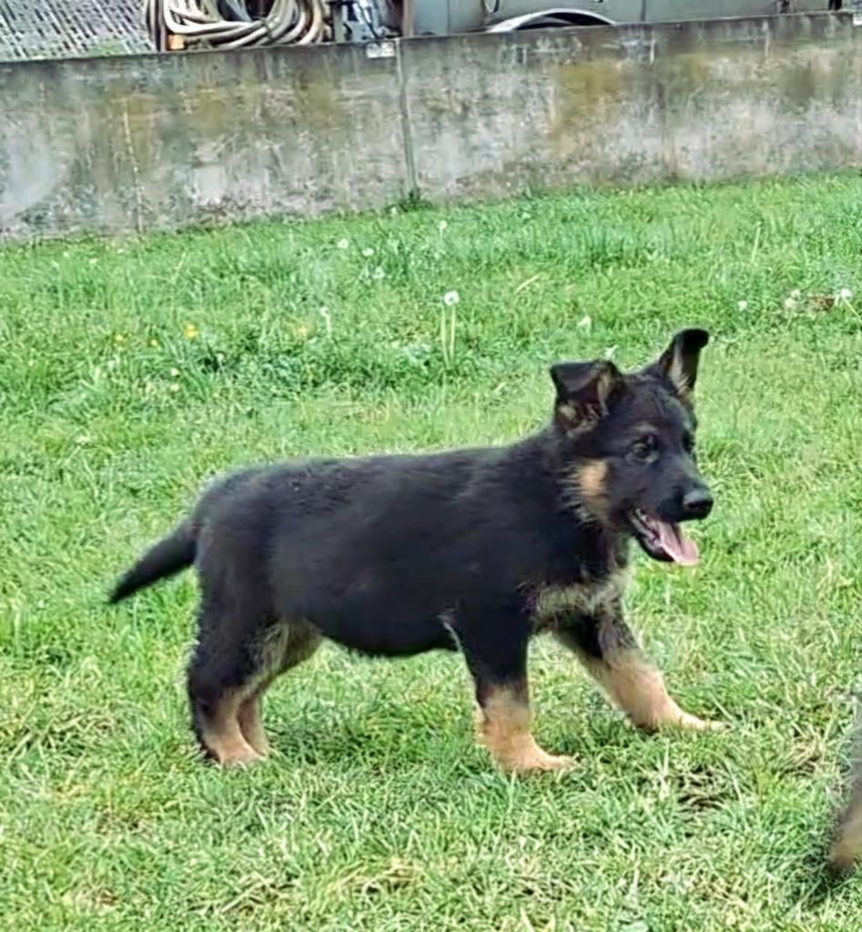 Duitse Herder pups, Dieren en Toebehoren, Honden | Herdershonden en Veedrijvers, Teef, Herder, Particulier, Meerdere, Nederland