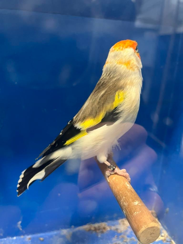 Majoor Putter Witkop Man, Dieren en Toebehoren, Vogels | Overige Vogels, Mannelijk, Wildzangvogel, Geringd