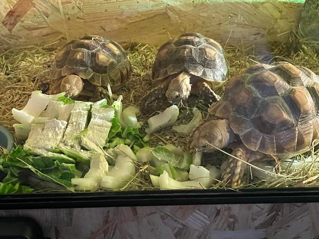 Mooie terrarium met 3 schilpadden., Dieren en Toebehoren, Ophalen of Verzenden, Zo goed als nieuw