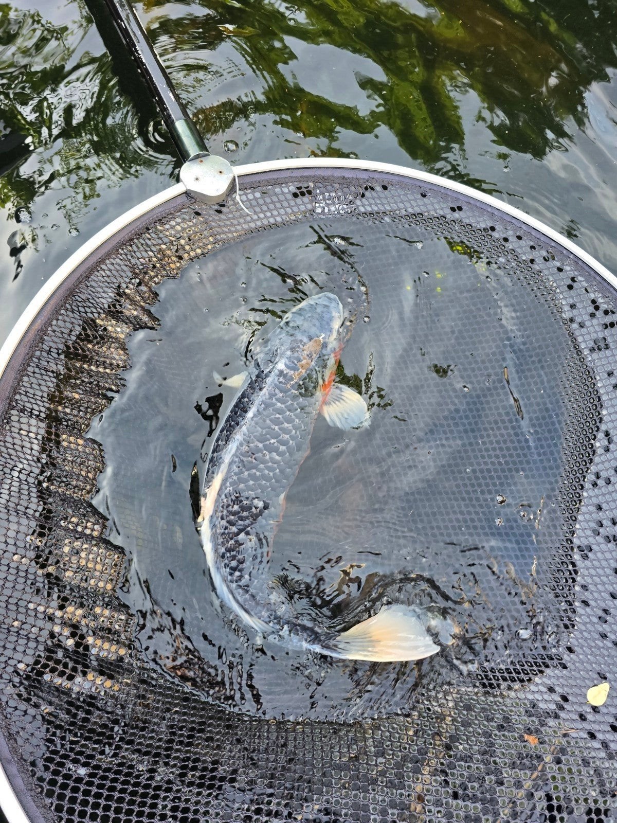 Koi, Dieren en Toebehoren, Vissen | Vijvervissen