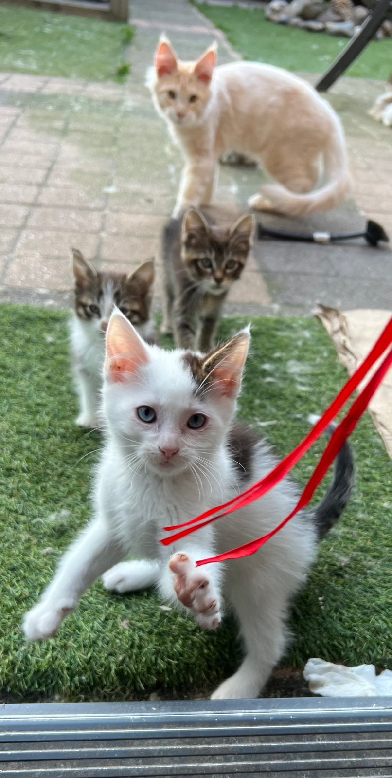 Bijzondere mooie kruising Maine Coon/Britse korthaar kittens, Dieren en Toebehoren, Katten en Kittens | Raskatten | Korthaar, Meerdere dieren