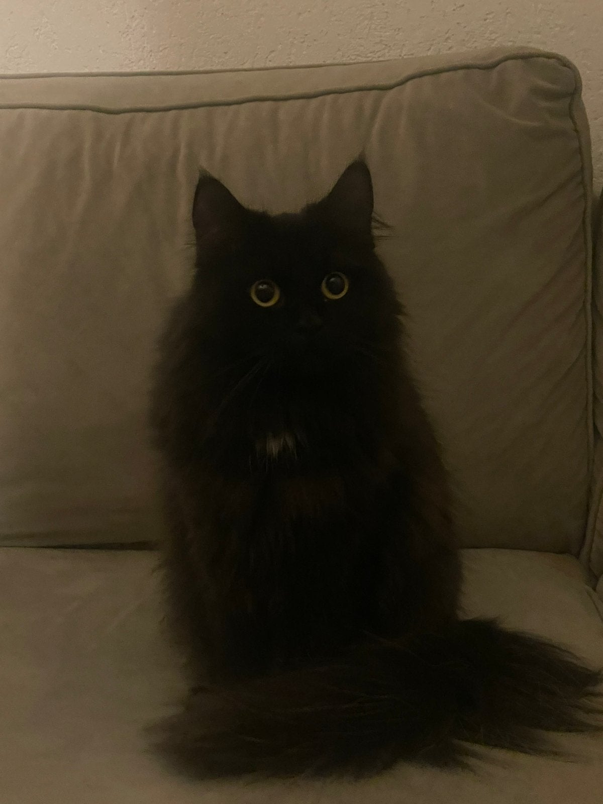 Kattenoppas in rotterdam, Ophalen