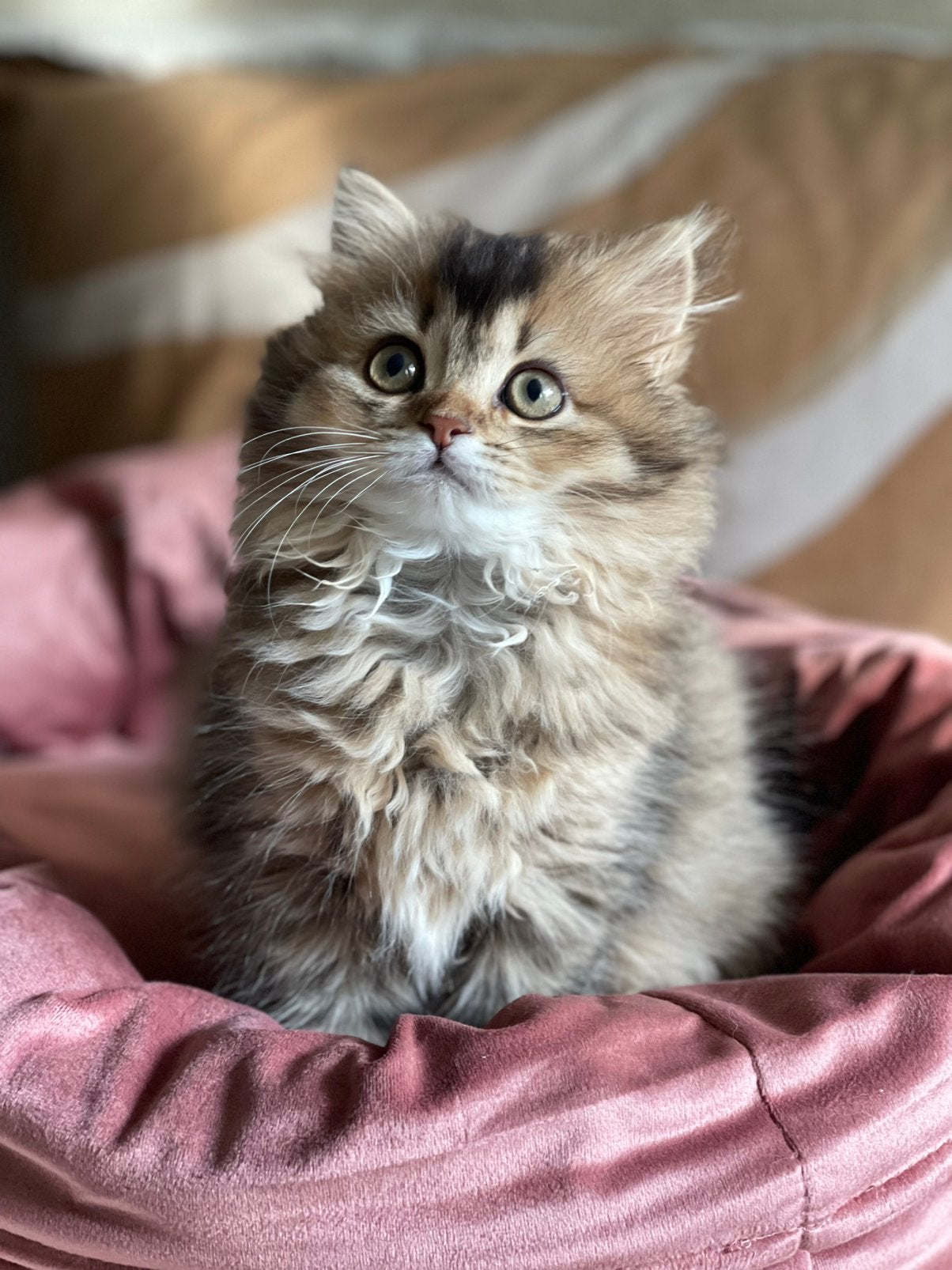 Britse Langhaar Dame, Poes, Ontwormd, 0 tot 2 jaar