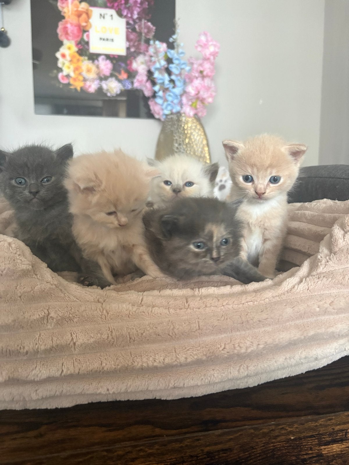 Kittens, Dieren en Toebehoren, Meerdere dieren, Ontwormd