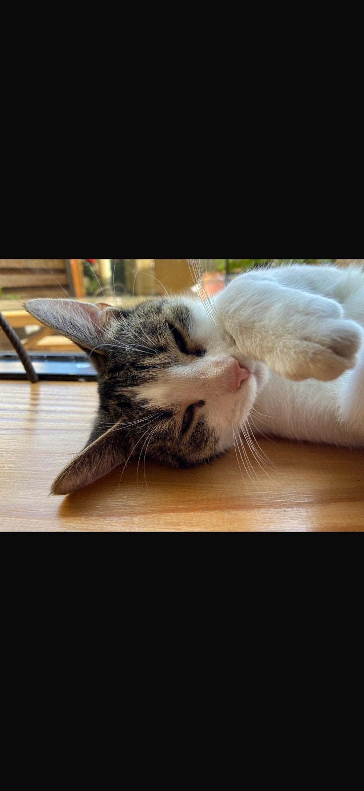 Prachtige kittens zoeken straks een liefdevol huisje!, Dieren en Toebehoren, Katten en Kittens | Overige Katten, Geslacht onbekend