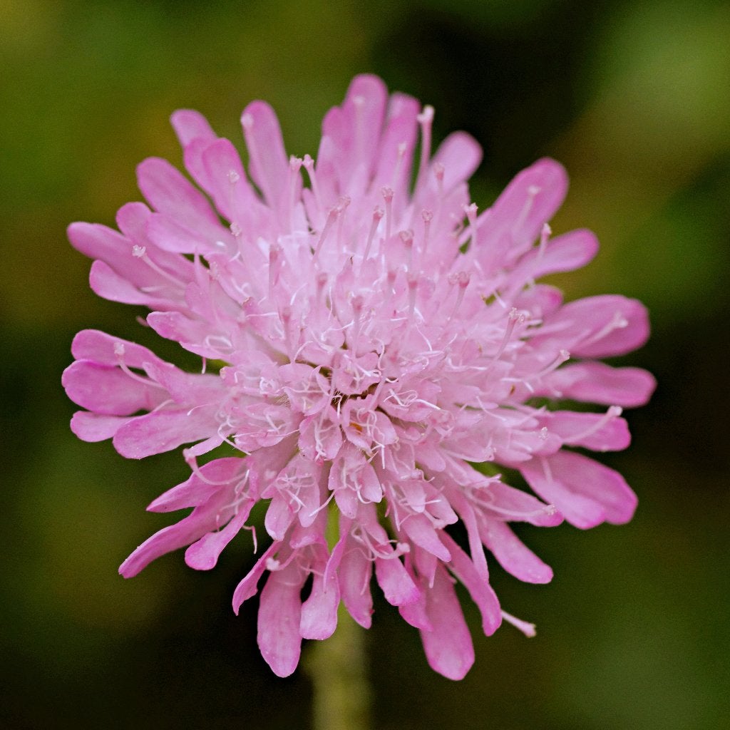 Zaden beemdkroon (Knautia arvensis) - inheems, Ophalen of Verzenden, Najaar, Volle zon, Zaad