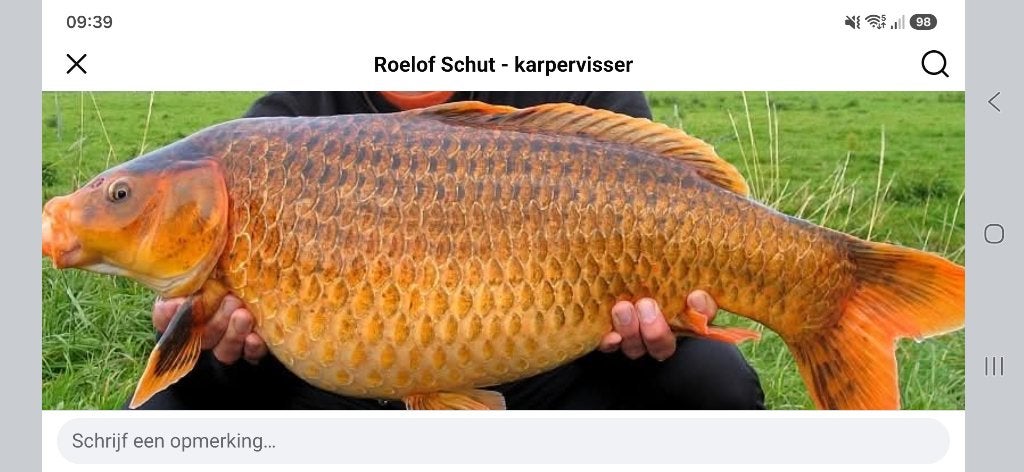 Goudkarpers gezocht (grotere), Dieren en Toebehoren, Karper of Koi