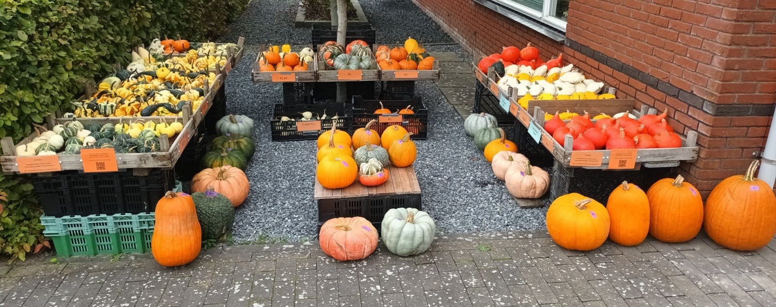 Te Koop Pompoenen, Ophalen, Eenjarig, Overige soorten, Volle zon
