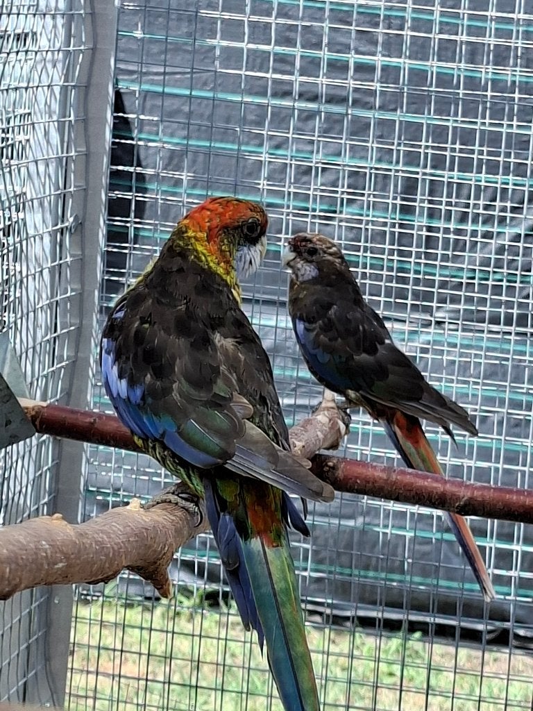 Koppel rosella, Dieren en Toebehoren, Meerdere dieren, Parkiet, Geringd