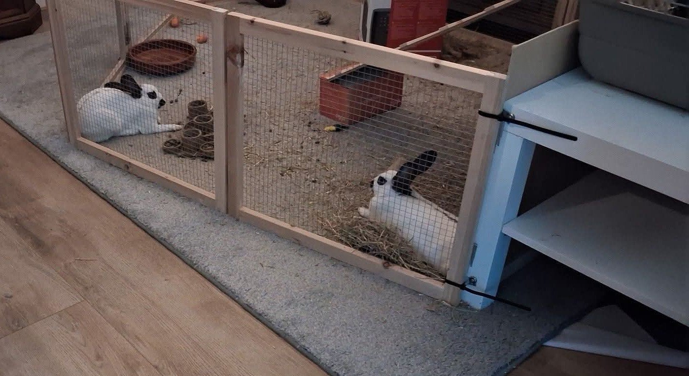 2 Lotharingen voedsters aangeboden, Vrouwelijk, Middelgroot, 0 tot 2 jaar