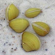 Corbicula javanicus - Gele mossel - Koidream Valburg, Slak of Weekdier, Zoetwatervis