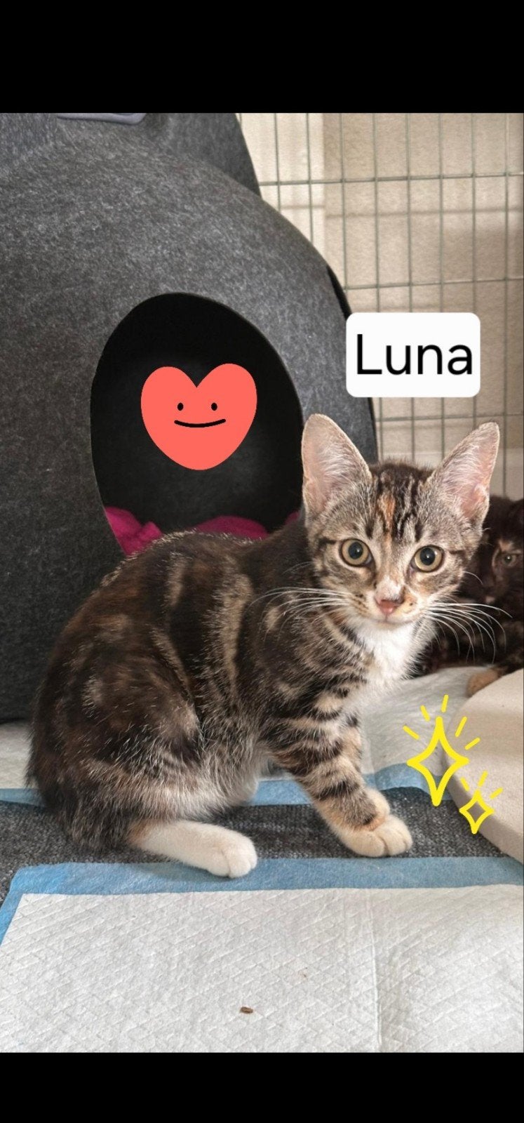 te koop lieve kittens, Meerdere dieren