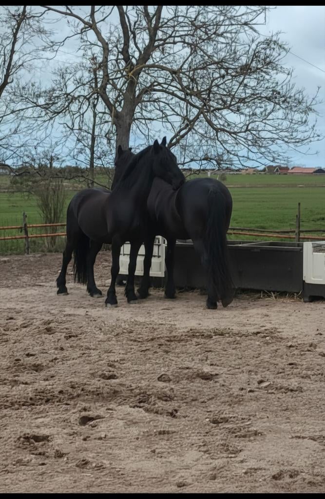 Stalling gezocht voor 2 friezen merries, Stalling