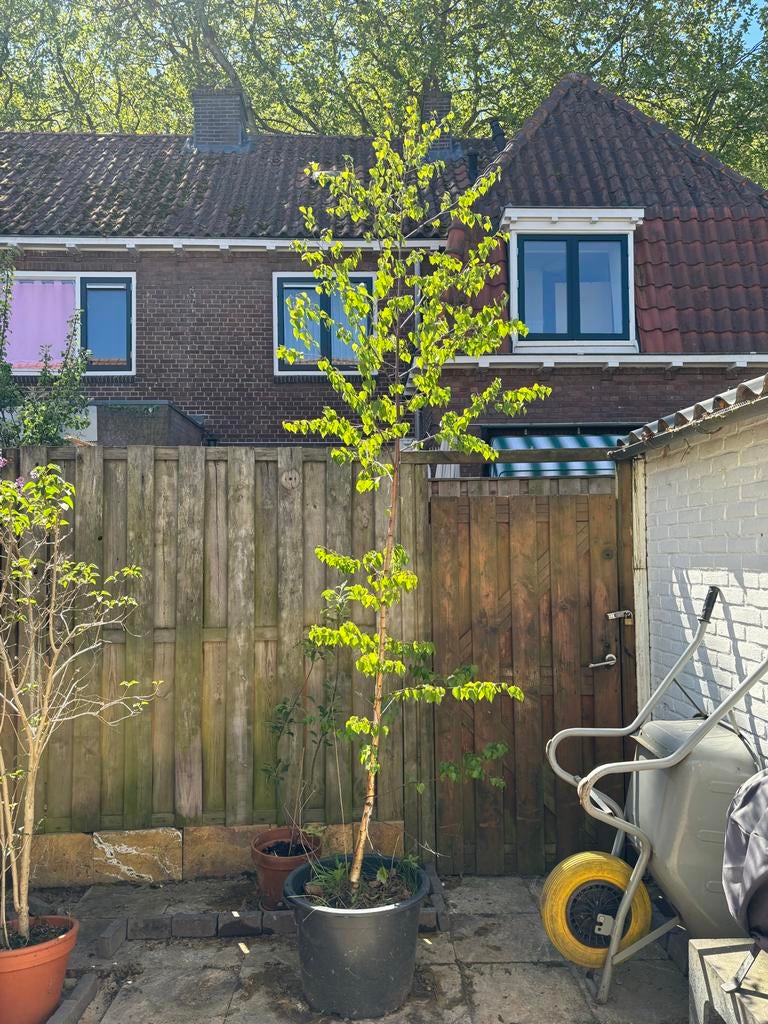 Berk in kuip (3 meter hoog), Volle zon, Vaste plant, Lente, Ophalen