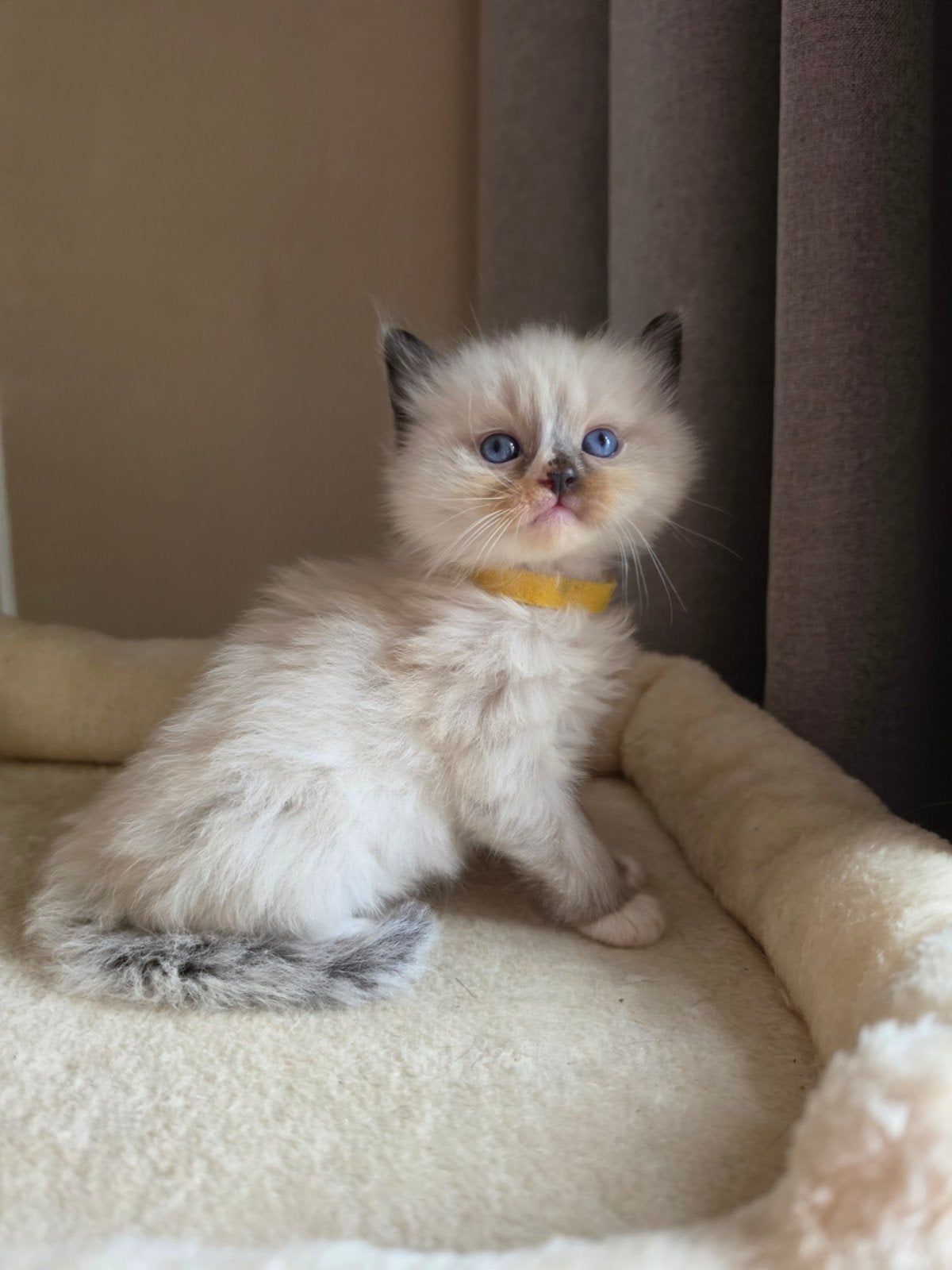 geboren! raszuivere kittens op komst Ragdoll, Meerdere dieren, Gechipt