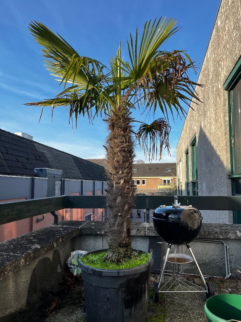 Palmboom - Trachycarpus Fortunei - Stam: 125cm, Tuin en Terras, Planten | Bomen, 100 tot 250 cm, Zomer, Palmboom, Ophalen