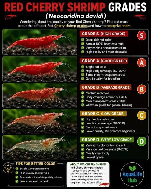 Premium Cherry Shrimps (Neocaridina), Kreeft, Krab of Garnaal