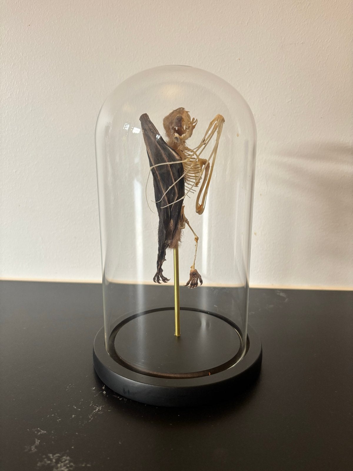 Vleermuis in stolp - Curiosa Taxidermie, Antiek en Kunst, Ophalen