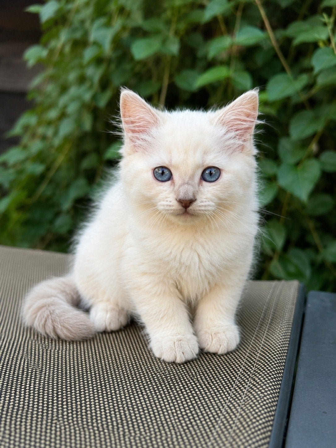 🩷Ragdoll kitten poesje met stamboom, Lilac point Roxy🩷, Poes, Met stamboom