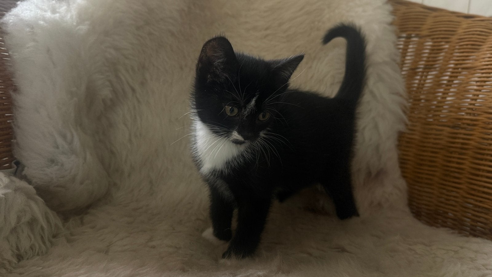 super lieve kittens, Meerdere dieren, Kortharig, 0 tot 2 jaar