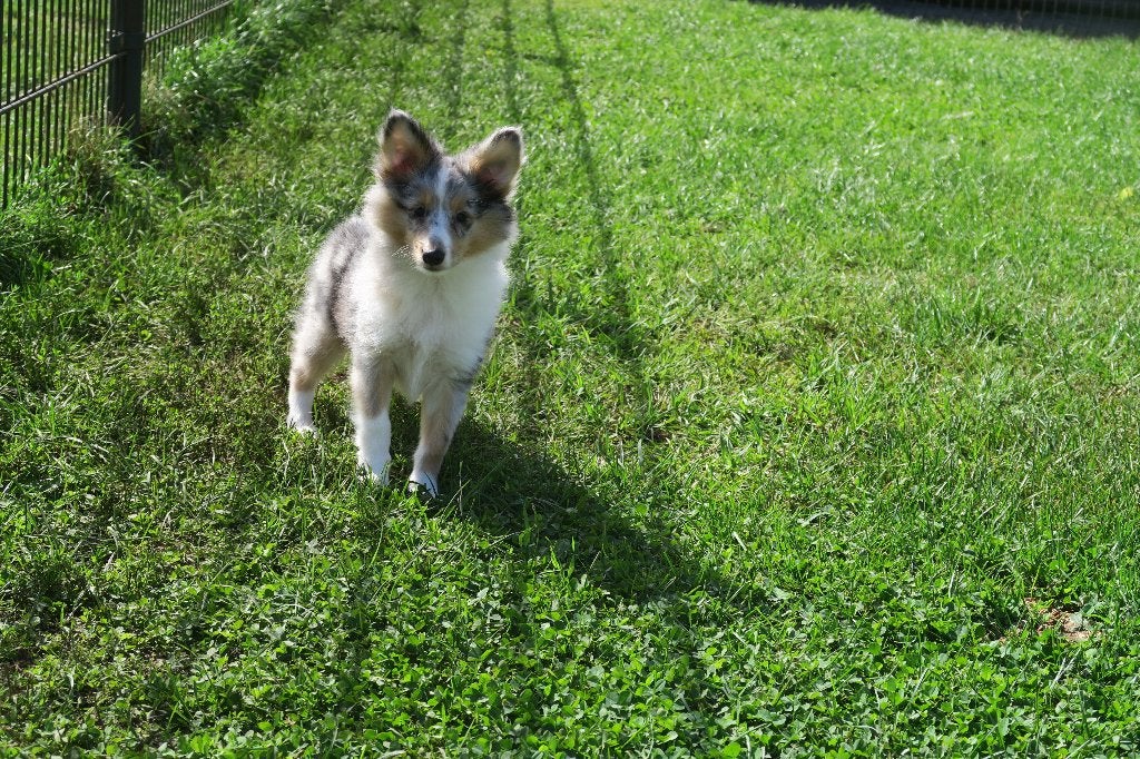 Leuke Sheltie pups, Parvo, Sheepdog, Nederland, 8 tot 15 weken