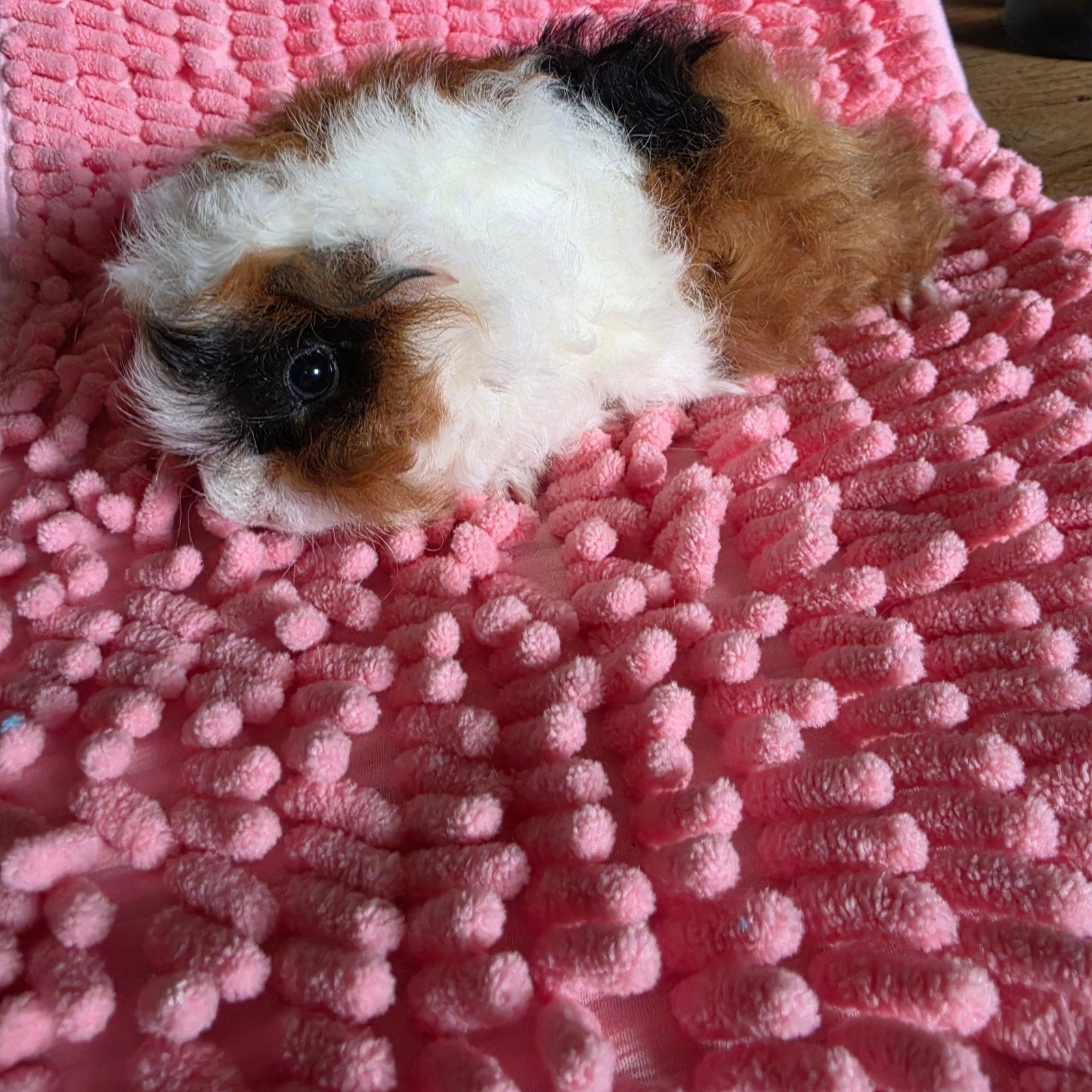 Lunkarya meisje/zeugje, Dieren en Toebehoren, Knaagdieren, Mei, Vrouwelijk, Cavia