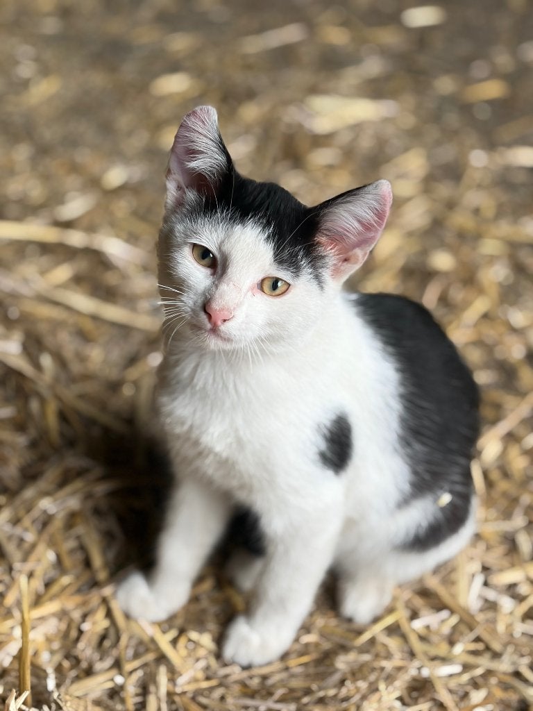 Kittens, Dieren en Toebehoren, Meerdere dieren, Ontwormd, 0 tot 2 jaar