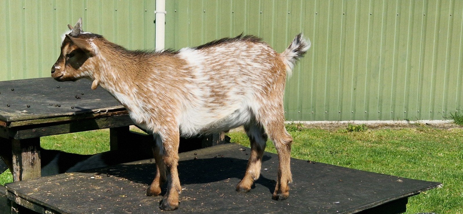 2 schitterende dwerggeit bokjes, Dieren en Toebehoren, Schapen, Geiten en Varkens, Mannelijk, Geit, 0 tot 2 jaar