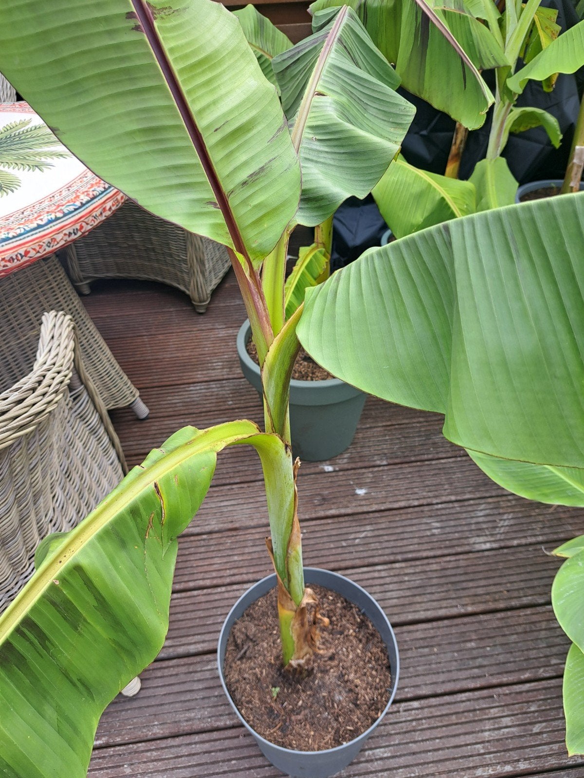 Musa  Sikkemensis- Winterharde Bananenplant, Tuin en Terras, Planten | Tuinplanten, Vaste plant, Overige soorten, Volle zon, Bloeit niet