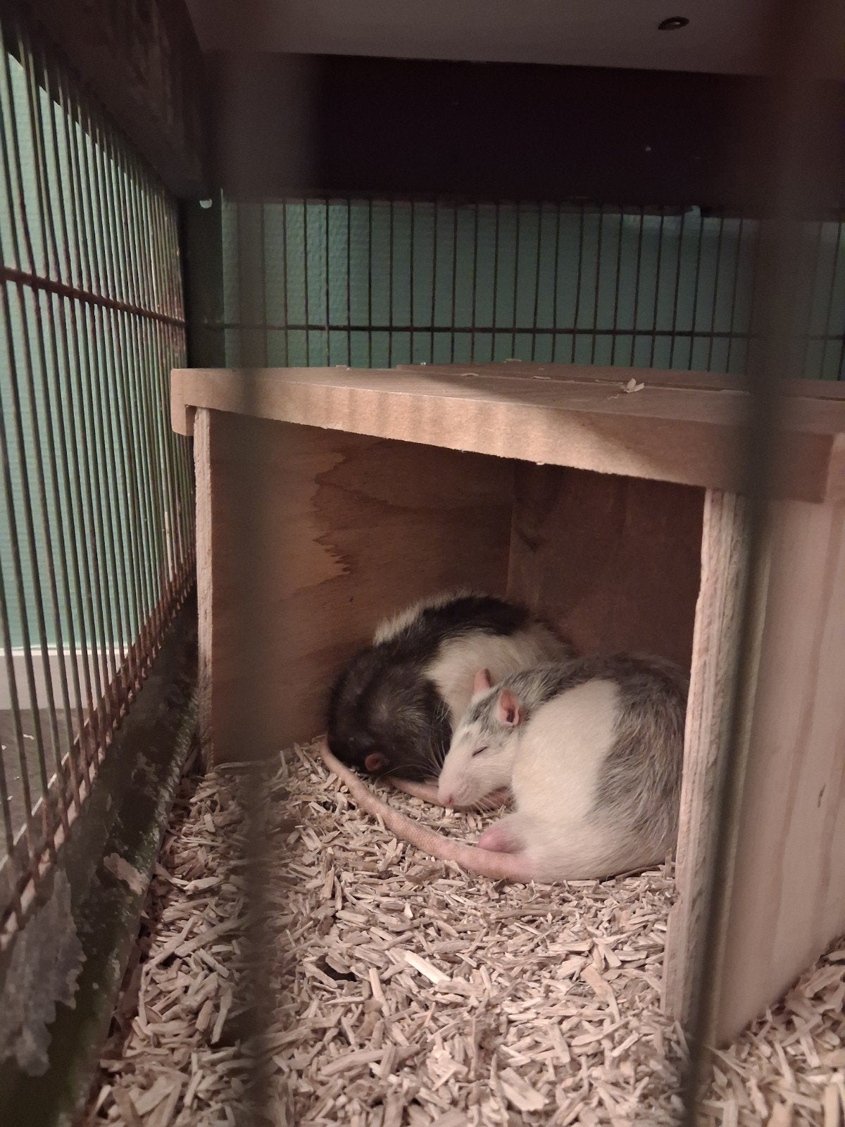 2 tamme ratjes, Dieren en Toebehoren, Knaagdieren, Rat, Meerdere dieren, Tam, Oktober