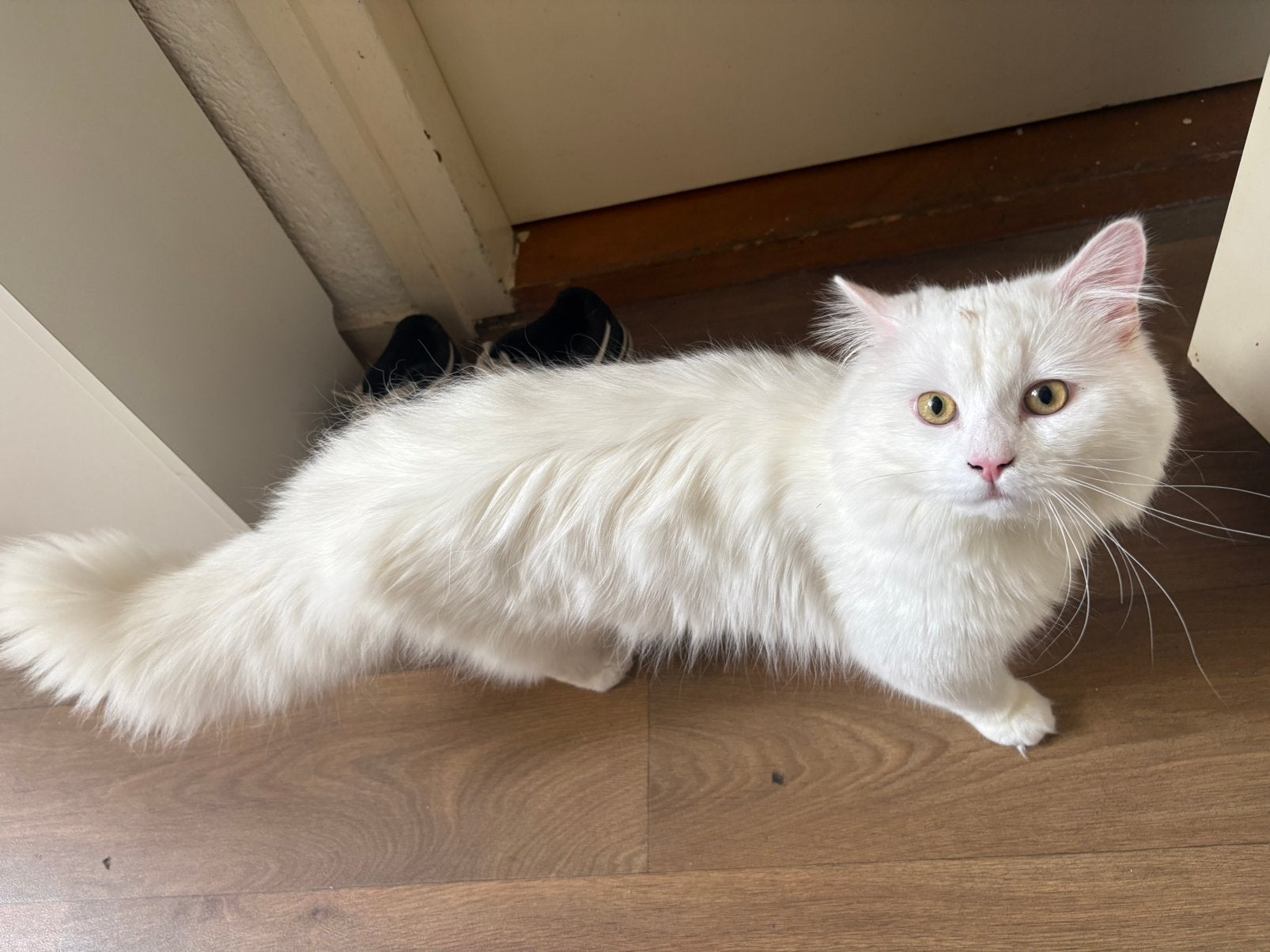 Shirazi kater 9 mnd, Dieren en Toebehoren, Kater, Ontwormd, 0 tot 2 jaar