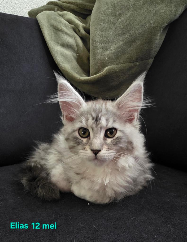 Maine Coon kittens met stamboom en gechipt, ouders getest, Dieren en Toebehoren, Kater, Met stamboom, 0 tot 2 jaar