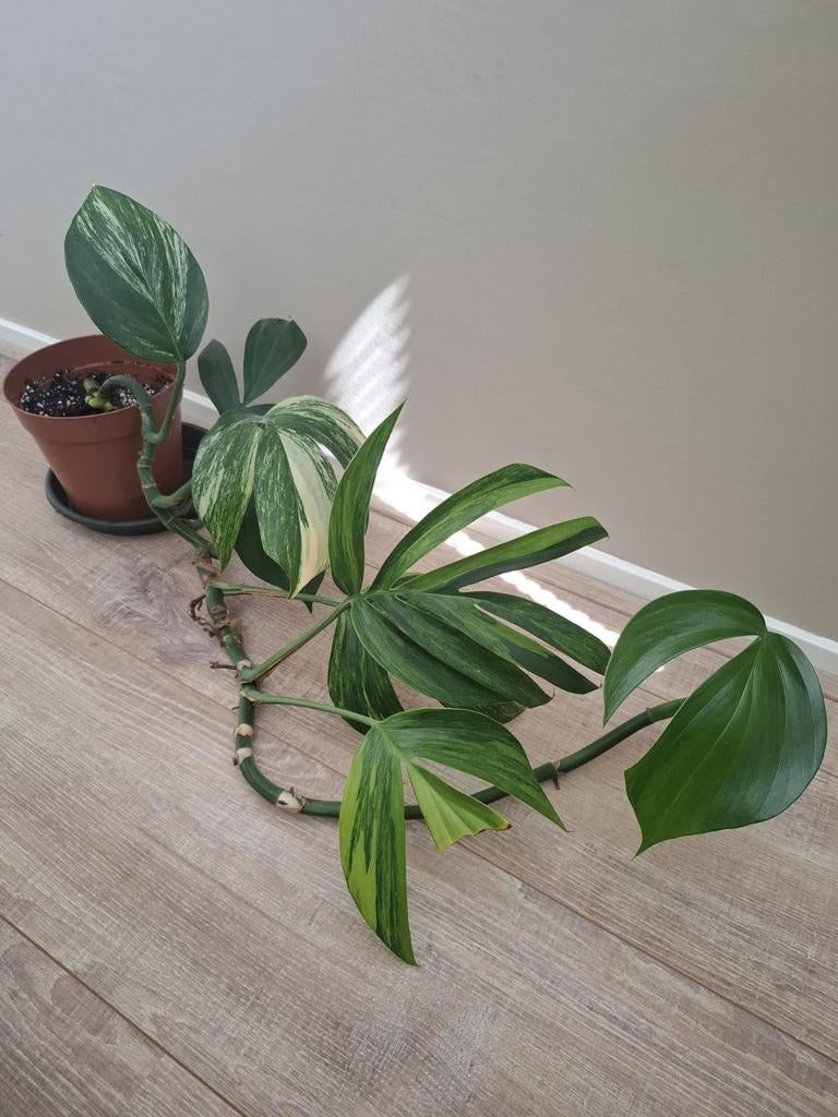 Philodendron Dragon Tail Variegata, Ophalen of Verzenden, Halfschaduw, Minder dan 100 cm