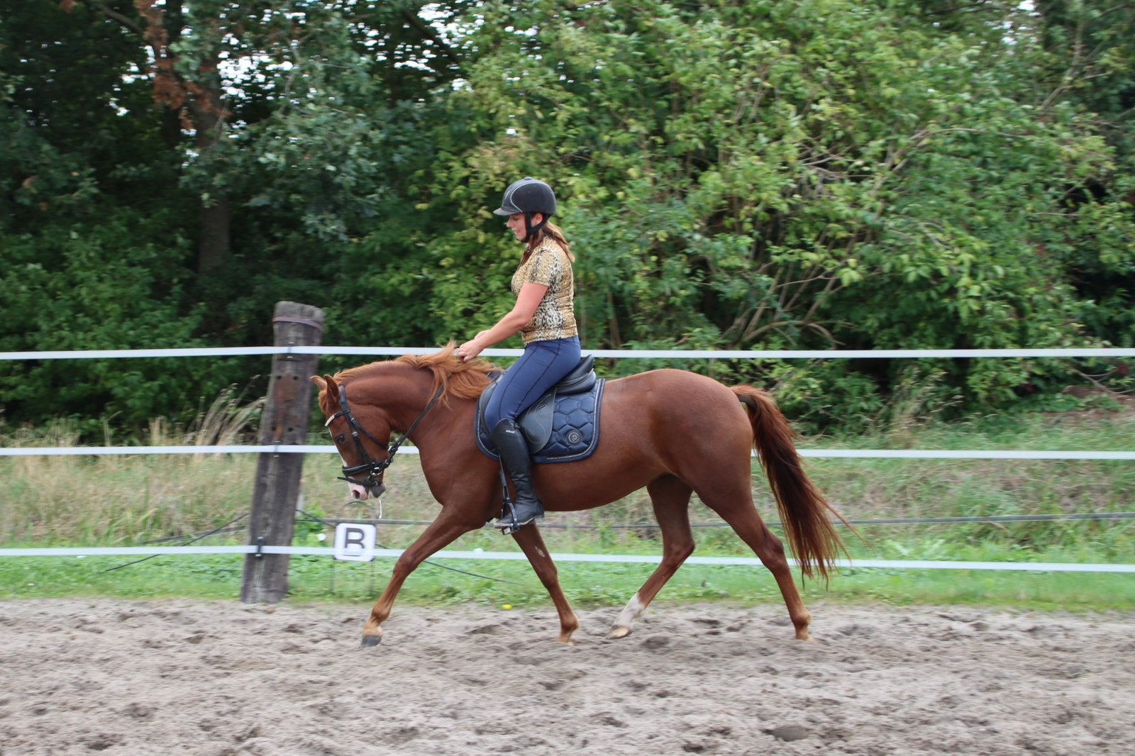 Zeer goed bewegende brave new forest merrie!, Dieren en Toebehoren, Pony's, Merrie, Met stamboom, Zadelmak, 3 tot 6 jaar